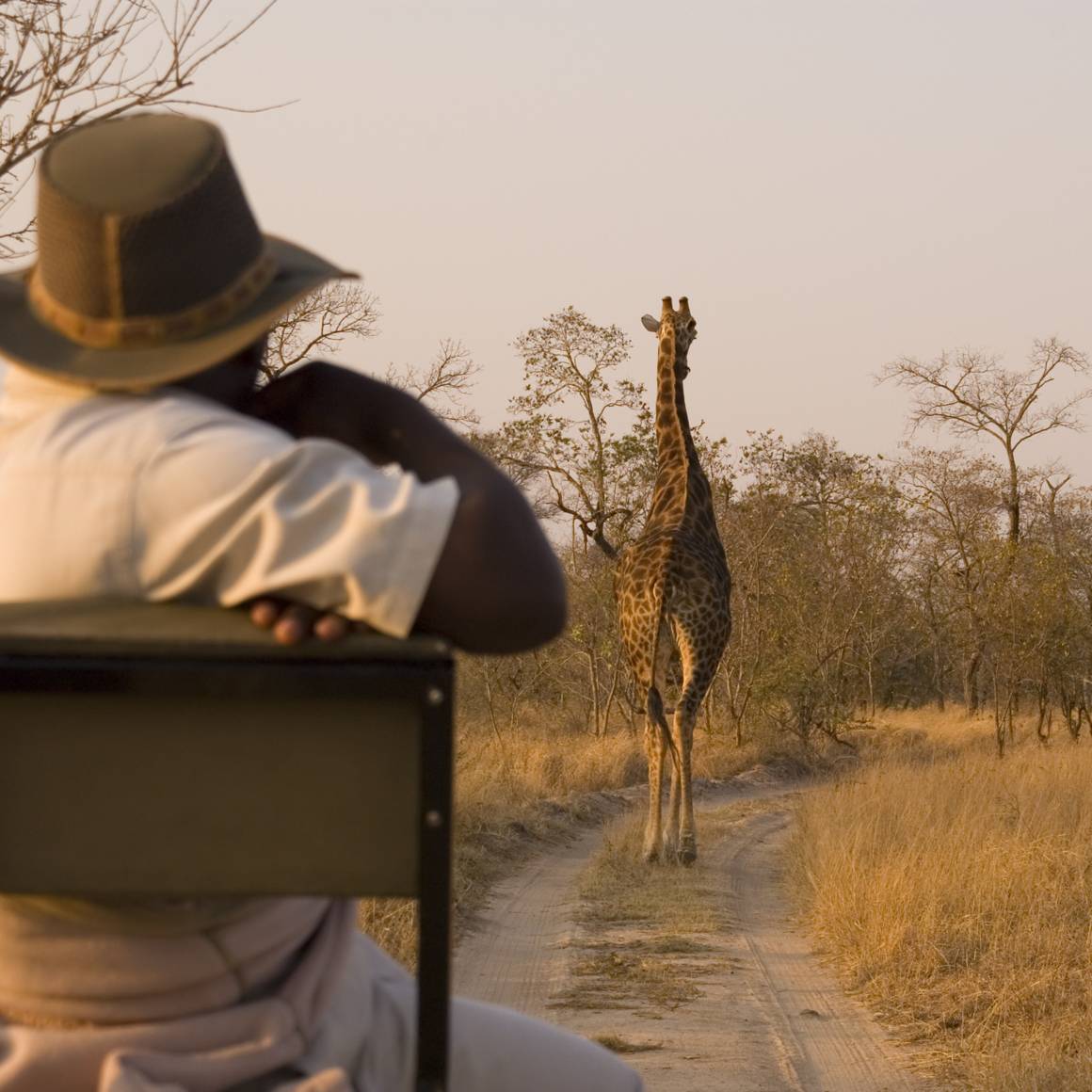 Safaris Afrique
